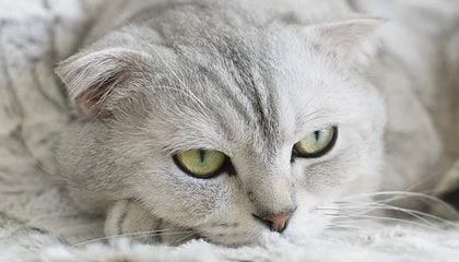 新晋强队崛起，挑战传统豪门势不可挡