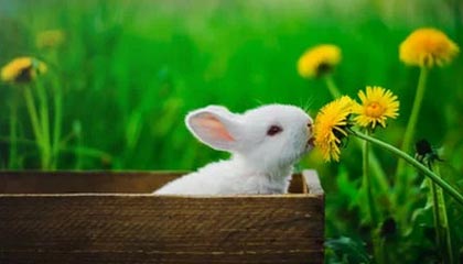 新晋强队崛起，挑战传统豪门势不可挡